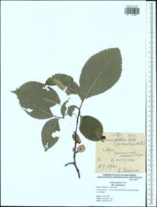 Ulmus glabra, Eastern Europe, Central region (E4) (Russia)