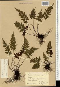 Asplenium obovatum subsp. billotii (F.W. Schultz) O.Bolos, Vigo, Masalles & J.M.Ninot, Crimea (KRYM) (Russia)