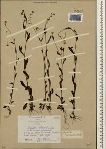 Myosotis arvensis (L.) Hill, Crimea (KRYM) (Russia)