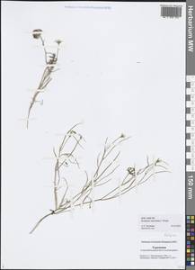 Koelpinia macrantha C. Winkl., Middle Asia, Karakum (M6) (Turkmenistan)