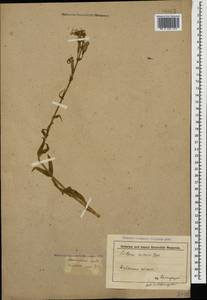 Silene viscosa (L.) Pers., Caucasus, Krasnodar Krai & Adygea (K1a) (Russia)