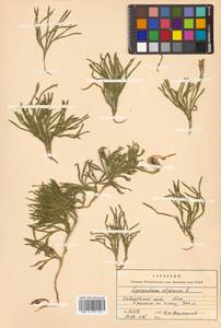 Diphasiastrum alpinum (L.) Holub, Siberia, Russian Far East (S6) (Russia)