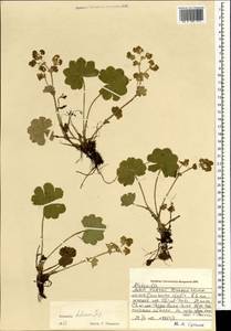 Alchemilla hebescens Juz., Mongolia (MONG) (Mongolia)