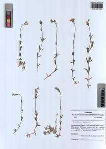 Cerastium arvense L., Siberia, Altai & Sayany Mountains (S2) (Russia)