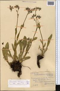Lindelofia olgae (Regel & Smirn.) Brand, Middle Asia, Western Tian Shan & Karatau (M3) (Kazakhstan)