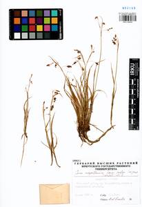 Carex magellanica Lam., Siberia, Baikal & Transbaikal region (S4) (Russia)