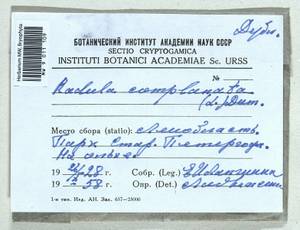 Radula complanata (L.) Dumort., Bryophytes, Bryophytes - Karelia, Leningrad & Murmansk Oblasts (B4) (Russia)