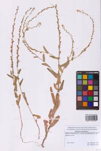 Myagrum perfoliatum L., Eastern Europe, Moscow region (E4a) (Russia)