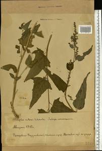 Atriplex sagittata Borkh., Eastern Europe, Moscow region (E4a) (Russia)