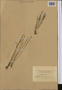 Plantago tenuiflora Waldst. & Kit., Western Europe (EUR) (Romania)