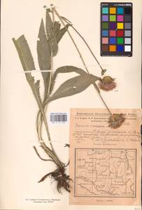Cirsium canum (L.) All., Eastern Europe, Eastern region (E10) (Russia)