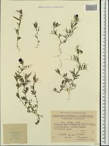 Vicia sativa subsp. nigra (L.)Ehrh., Crimea (KRYM) (Russia)