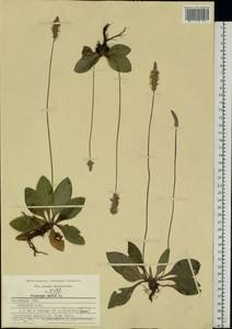 Plantago media L., Eastern Europe, Central region (E4) (Russia)
