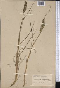 Calamagrostis purpurea (Trin.) Trin., America (AMER) (Greenland)