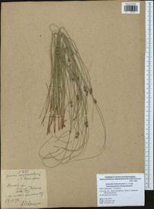 Scirpoides holoschoenus (L.) Soják, Eastern Europe, Central region (E4) (Russia)