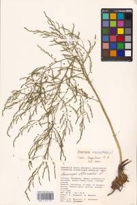 Asparagus verticillatus L., Eastern Europe, Lower Volga region (E9) (Russia)