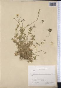 Cerastium alpinum subsp. lanatum (Lam.) Cesati, America (AMER) (Greenland)