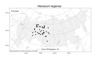 Hieracium taigense Schischk. & Serg., Atlas of the Russian Flora (FLORUS) (Russia)