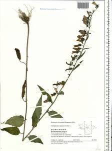 Campanula rapunculoides L., Eastern Europe, Central region (E4) (Russia)
