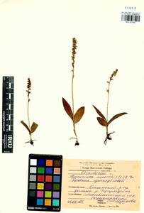 Herminium monorchis (L.) R.Br., Siberia, Baikal & Transbaikal region (S4) (Russia)