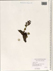 Rheum pumilum Maxim., South Asia, South Asia (Asia outside ex-Soviet states and Mongolia) (ASIA) (China)