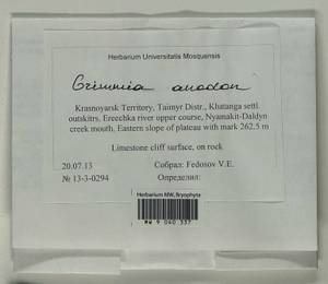 Grimmia anodon Bruch & Schimp., Bryophytes, Bryophytes - Krasnoyarsk Krai, Tyva & Khakassia (B17) (Russia)