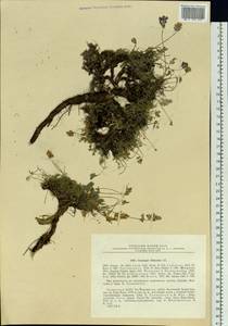Astragalus filiformis (DC.) Poir., Siberia, Altai & Sayany Mountains (S2) (Russia)