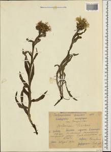 Centaurea cheiranthifolia subsp. cheiranthifolia, Caucasus, Stavropol Krai, Karachay-Cherkessia & Kabardino-Balkaria (K1b) (Russia)