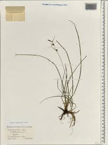 Carex flacca subsp. erythrostachys (Hoppe) Holub, Caucasus, Black Sea Shore (from Novorossiysk to Adler) (K3) (Russia)