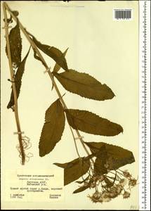 Senecio nemorensis L., Siberia, Yakutia (S5) (Russia)