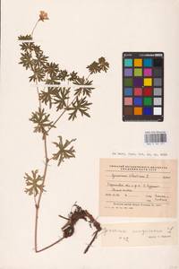 Geranium sanguineum L., Eastern Europe, Lower Volga region (E9) (Russia)