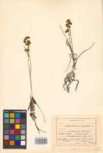 Scheuchzeria palustris L., Siberia, Russian Far East (S6) (Russia)