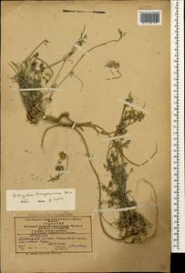 Astragalus bungeanus Boiss., Caucasus, Azerbaijan (K6) (Azerbaijan)