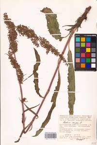 Rumex crispus L., Eastern Europe, Lower Volga region (E9) (Russia)