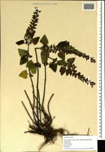 Scutellaria albida L., Crimea (KRYM) (Russia)