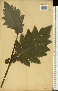 Cirsium oleraceum (L.) Scop., Eastern Europe, Central forest-and-steppe region (E6) (Russia)