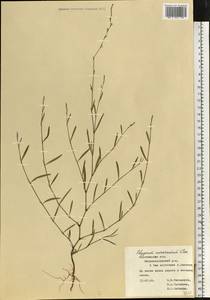 Polygonum patulum subsp. patulum, Eastern Europe, Central forest-and-steppe region (E6) (Russia)