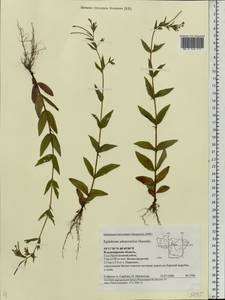 Epilobium ciliatum subsp. ciliatum, Eastern Europe, Central region (E4) (Russia)