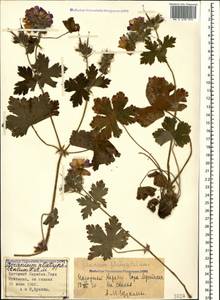 Geranium platypetalum Fisch. & C.A. Mey., Caucasus, Azerbaijan (K6) (Azerbaijan)