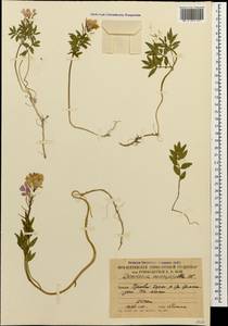 Cardamine abchasica Govaerts, Caucasus, South Ossetia (K4b) (South Ossetia)