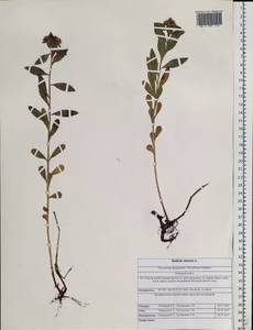 Phedimus aizoon (L.) 't Hart, Siberia, Altai & Sayany Mountains (S2) (Russia)