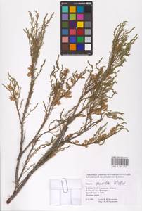 Tamarix gracilis Willd., Middle Asia, Caspian Ustyurt & Northern Aralia (M8) (Kazakhstan)