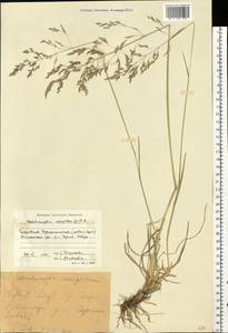 Deschampsia cespitosa (L.) P.Beauv., Eastern Europe, Central forest region (E5) (Russia)