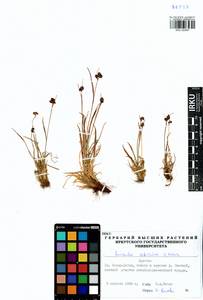 Luzula multiflora subsp. sibirica V.I.Krecz., Siberia, Baikal & Transbaikal region (S4) (Russia)