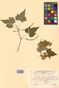 Dioscorea nipponica Makino, Siberia, Russian Far East (S6) (Russia)