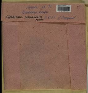 Dicranum scoparium Hedw., Bryophytes, Bryophytes - Moscow City & Moscow Oblast (B6a) (Russia)