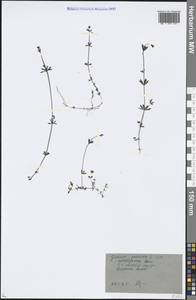 Galium palustre L., Eastern Europe, Moscow region (E4a) (Russia)