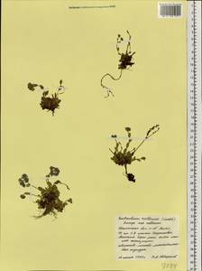 Eritrichium villosum (Ledeb.) Bunge, Siberia, Western Siberia (S1) (Russia)