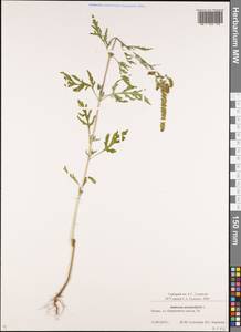 Ambrosia artemisiifolia L., Eastern Europe, Central region (E4) (Russia)