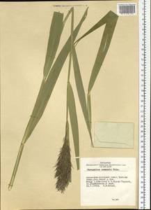 Phragmites australis (Cav.) Trin. ex Steud., Siberia, Altai & Sayany Mountains (S2) (Russia)